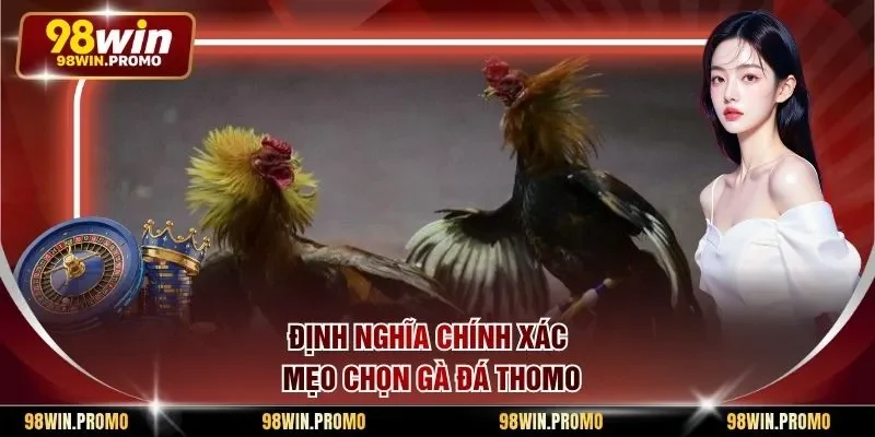 Định nghĩa chính xác mẹo chọn gà đá Thomo